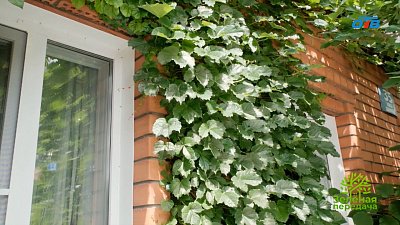 Три лианы для красоты и пользы