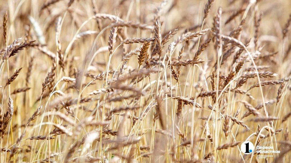 В Челябинской области урожайность озимых превышает 30 центнеров с гектара