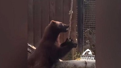 В Челябинском зоопарке росомаха Бира показала свою тренировку