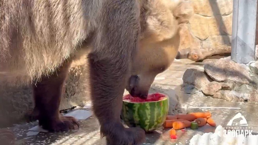 В челябинском зоопарке бурые медведи лакомятся арбузами