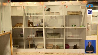 В Челябинске хвостатые питомцы отдыхают в зоогостинице