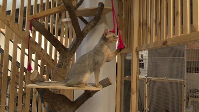 Челябинцы могут оставить питомцев в зоогостиницах на время отпуска