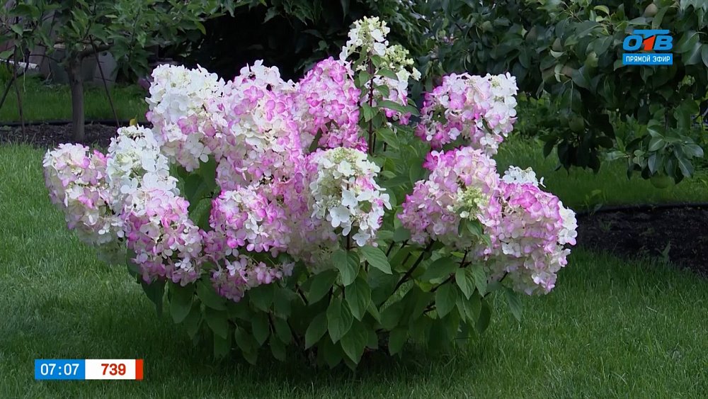Сорт гортензии, с которым справится любой, в рубрике «Руки садовода»