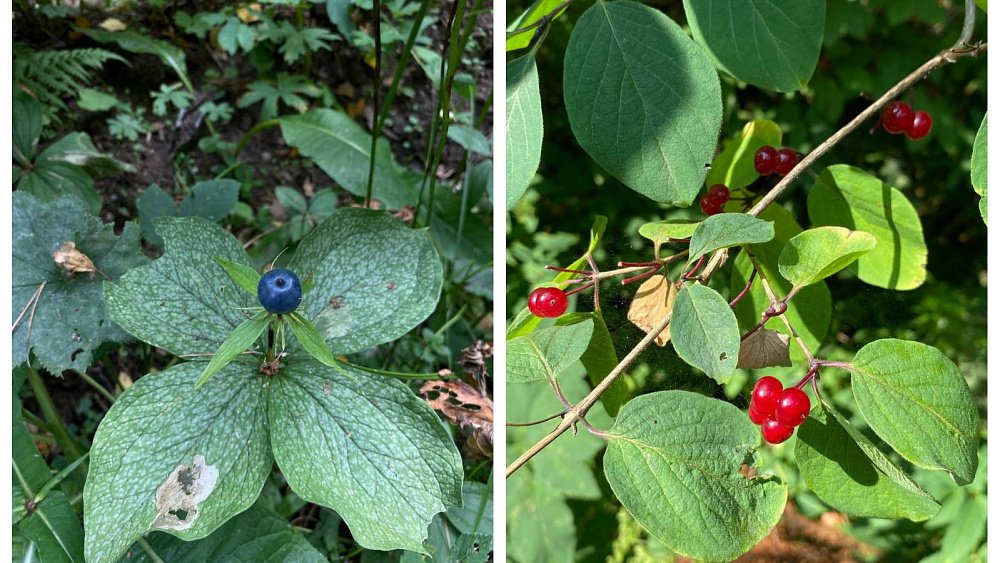 На Зигальге созрели ядовитые ягоды