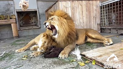 Львов в Челябинском зоопарке поздравили с праздником