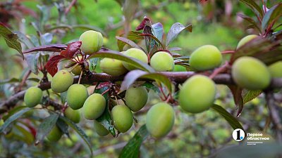 20 тонн Киргизской сливы не пустили в Россию на Челябинской таможне