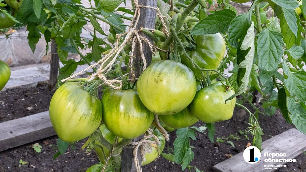 Челябинцам рассказали, как избежать трещин на томатах