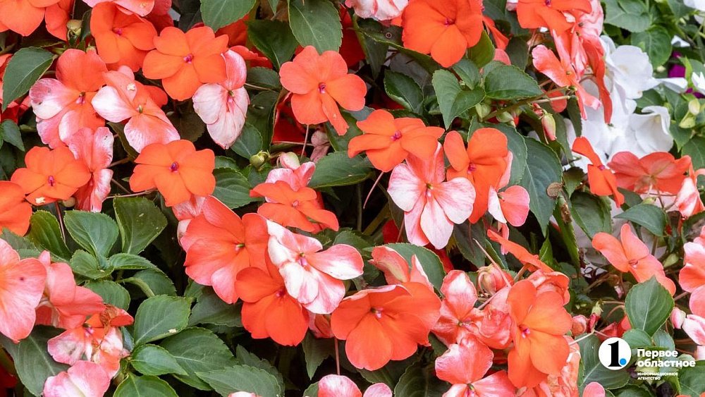 Выставка цветов и плодов впервые пройдет в челябинском горсаду Пушкина