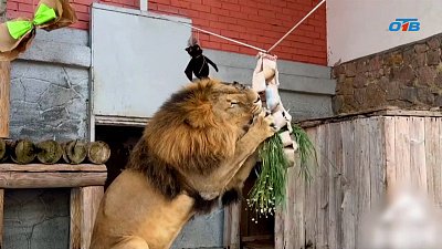 Львы в Челябинском зоопарке отмечают праздник