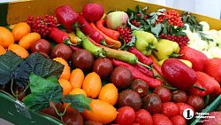 На «Агро-2025» привезли продукцию около 200 челябинских производителей