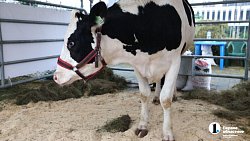 На «Агро-2025» привезли продукцию около 200 челябинских производителей