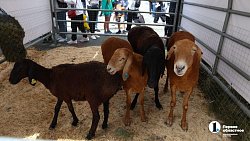 На «Агро-2025» привезли продукцию около 200 челябинских производителей