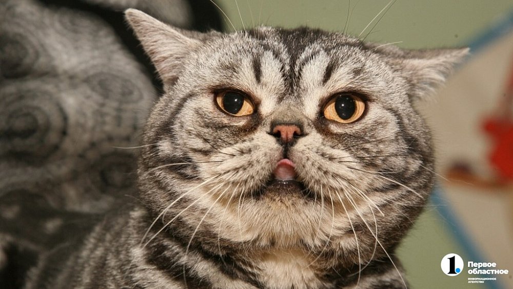 В Челябинске оштрафовали организатора выставок кошек и попугаев