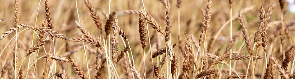 Южноуральские аграрии из-за снижения цен на твердую пшеницу ищут новые рынки сбыта