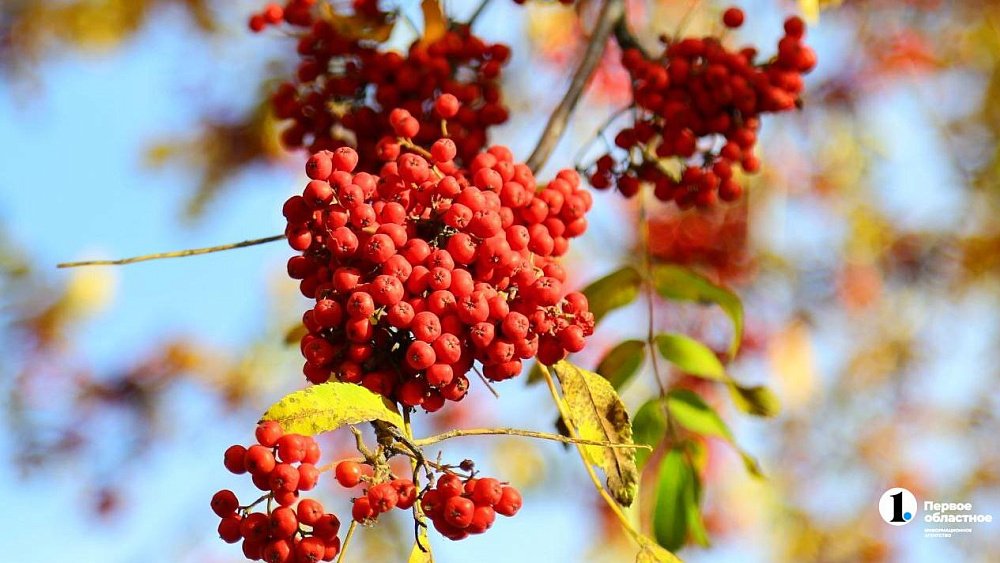 Осень в Челябинске будет одной из самых теплых за последние 30 лет