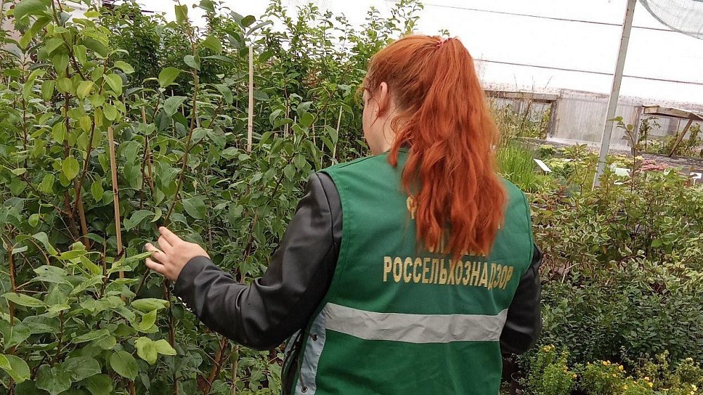 Челябинский предприниматель продавал саженцы и семена без документов