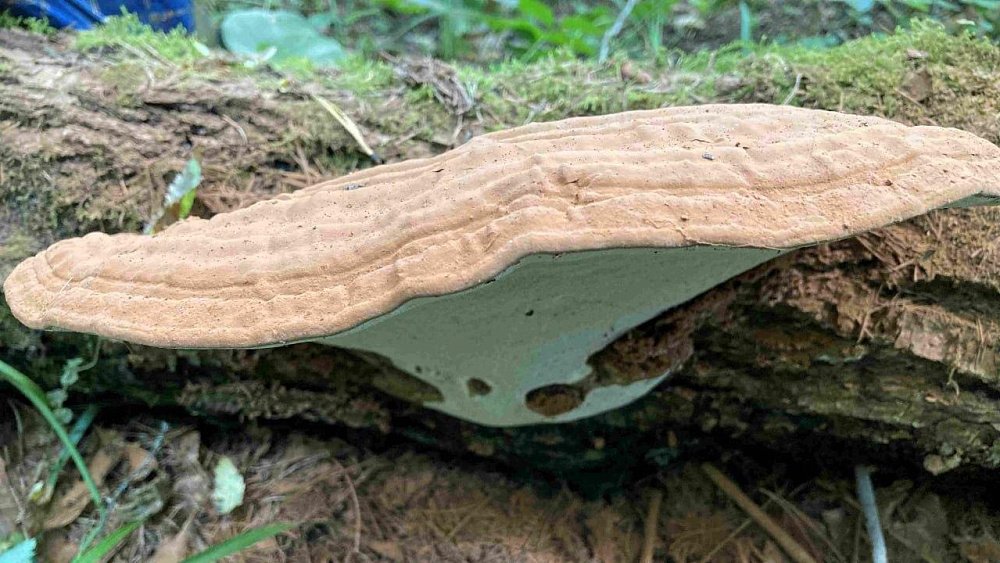 На Таганае нашли гигантский «гриб художника»