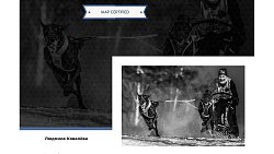 Фотографы ИА «Первое областное» взяли золото в международных конкурсах