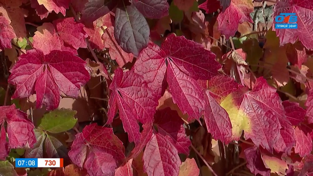 Прекрасные верхолазы в рубрике «Руки садовода»