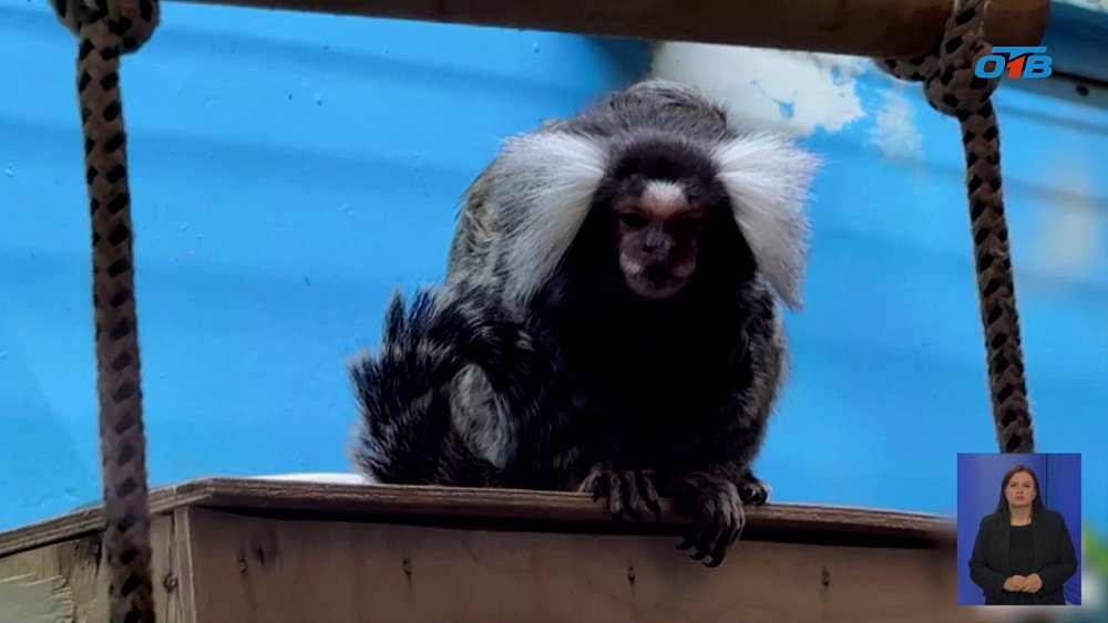 В Челябинском зоопарке в семье приматов родилась двойня