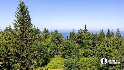 В Челябинской области стали чаще встречать медведей