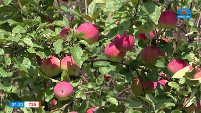 Перерабатываем излишки урожая в сюжете «Яблочный сок из МЕГА-выжималки»