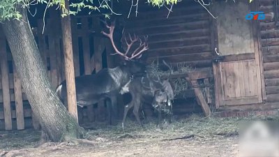 В Челябинском зоопарке олени очищают рога