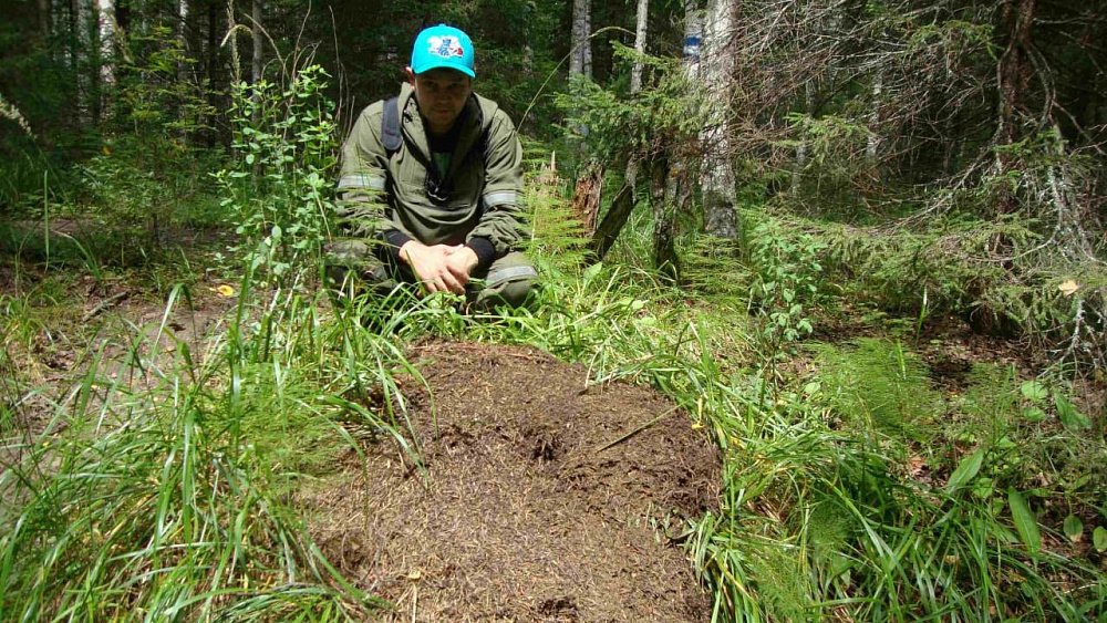 Медведи и глухари разворошили гнезда рыжих муравьев на Зигальге
