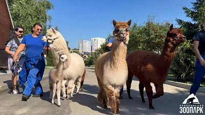 В Челябинском зоопарке на прогулку вышло семейство альпака