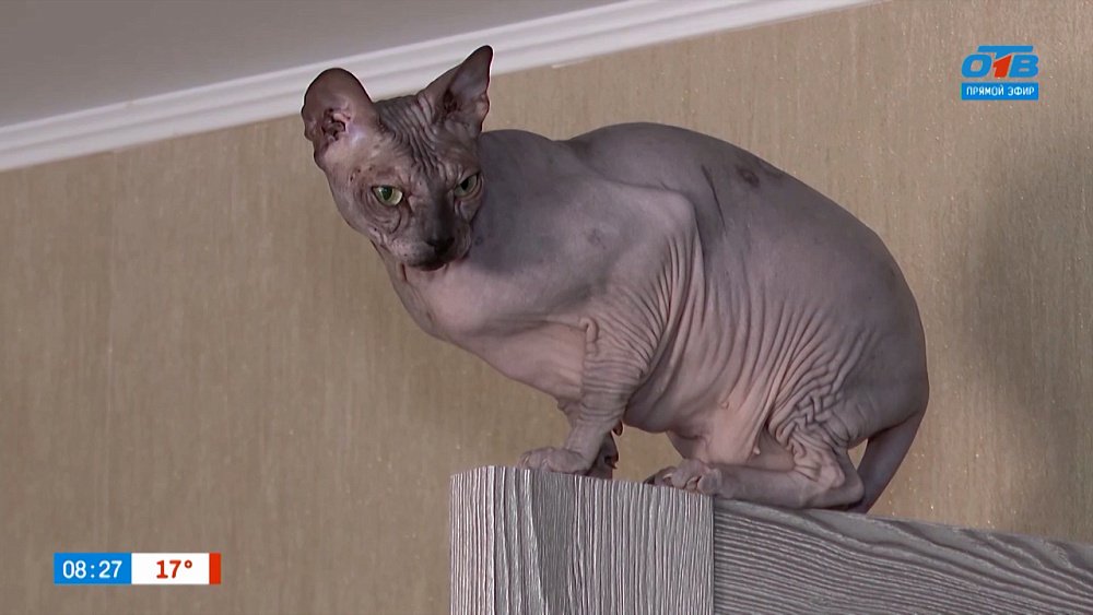 Сфинксы в рубрике «Усы, лапы и хвост»