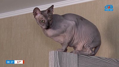 Сфинксы в рубрике «Усы, лапы и хвост»