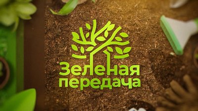 Секреты ухода за малиной после плодоношения