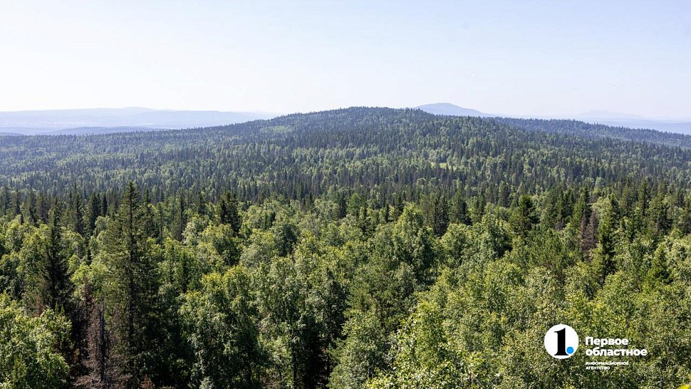 Травы Таганая могут стать основой изысканных блюд челябинских ресторанов