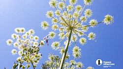 Травы Таганая могут стать основой изысканных блюд челябинских ресторанов