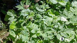 Травы Таганая могут стать основой изысканных блюд челябинских ресторанов