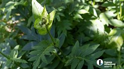 Травы Таганая могут стать основой изысканных блюд челябинских ресторанов