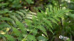 Травы Таганая могут стать основой изысканных блюд челябинских ресторанов