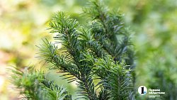 Травы Таганая могут стать основой изысканных блюд челябинских ресторанов