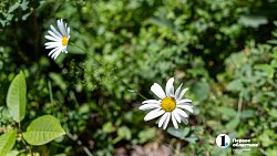 Травы Таганая могут стать основой изысканных блюд челябинских ресторанов