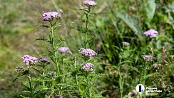 Травы Таганая могут стать основой изысканных блюд челябинских ресторанов