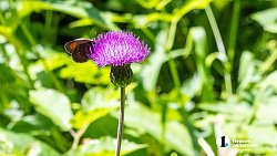 Травы Таганая могут стать основой изысканных блюд челябинских ресторанов