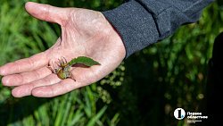 Травы Таганая могут стать основой изысканных блюд челябинских ресторанов