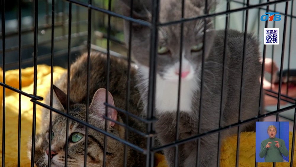 В Челябинске состоялась акция «Дай лапу» для животных из приюта