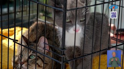 В Челябинске состоялась акция «Дай лапу» для животных из приюта