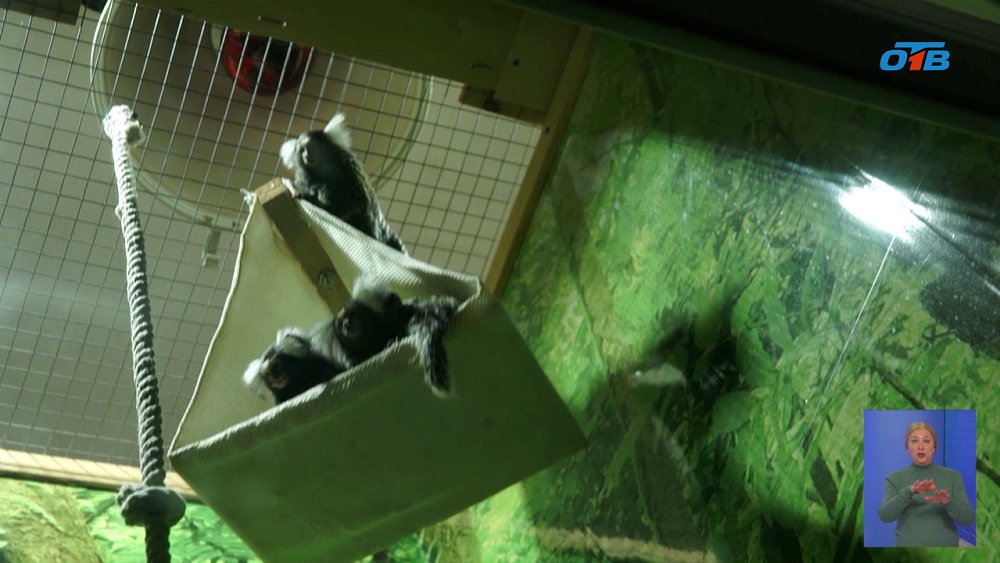 В зоопарке Челябинска обезьянки стали родителями