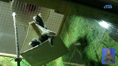 В зоопарке Челябинска обезьянки стали родителями
