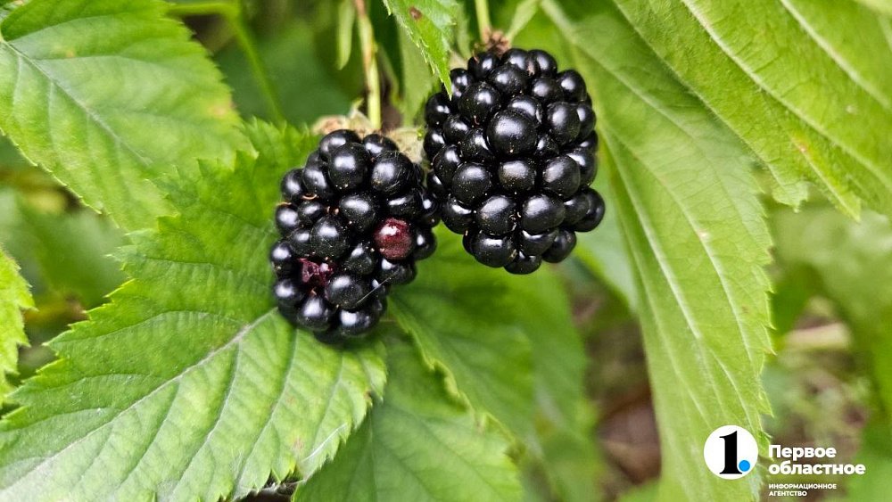 Ежевика завоевывает популярность в Челябинской области