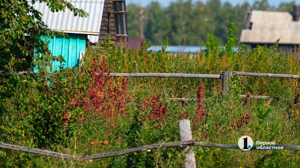 Какие хозяйственные постройки садовод обязан регистрировать в Росреестре