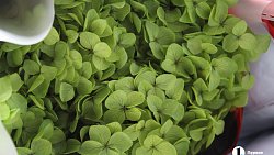 В Челябинск к 1 сентября привезли 7 тонн роз, гортензий и лилий из Китая