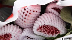 В Челябинск к 1 сентября привезли 7 тонн роз, гортензий и лилий из Китая